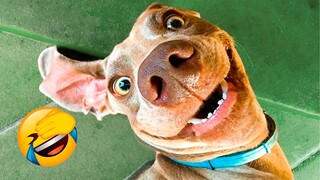 Funniest Dogs And Cats Videos - Best Funny Animal Videos 2021  🤣