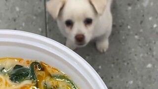 This little white dog eats spicy hotpot without paying for it. I must settle his score today.