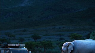 Mother elephant 🐘 child sad story heart breaking
