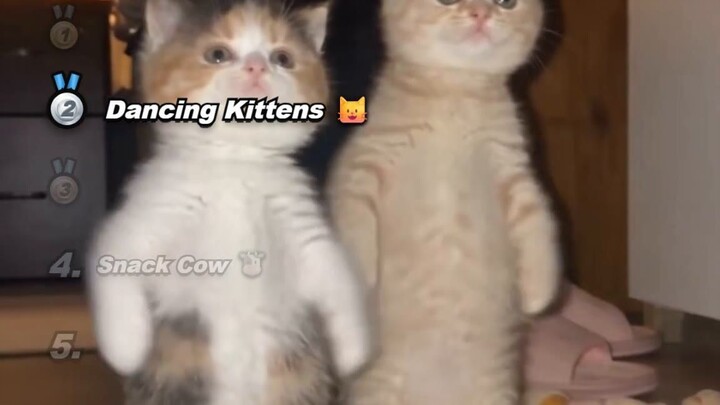 Animals Being TOO CUTE: Cow, Dancing Kittens, Fruit Cat & More