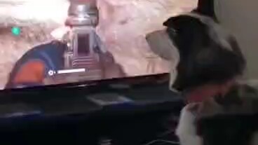 Doggy: Why did you do this?