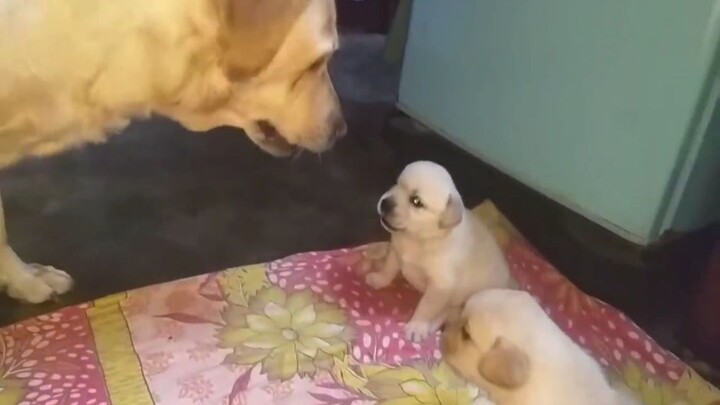 Anak anjing manja yang garang, belum tumbuh gigi sudah berkelahi, lalu dimarahi dan dicegah oleh ind