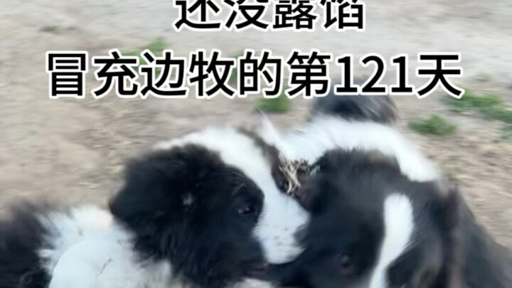 เจ้าของบอร์เดอร์คอลลี่พูดทุกวันว่า: วันนี้มันดู…โตขึ้นอีกนิดแล้วเหรอ??? ทำไมถึงโตเร็วขนาดนี้??? ผมก็