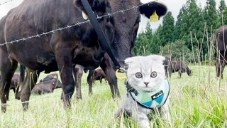 Lulu a kitten attacked by a giant cow during a walk
