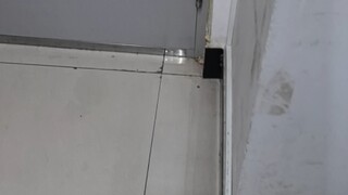 Saat kamu mengunduh versi hibrida Plants vs. Zombies untuk teman-teman sekamarmu