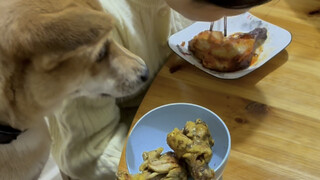 The baby bottle heroically dived into the water to save its owner—this is no longer just a dog; it’s