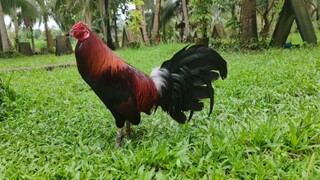 Berdugo hatch