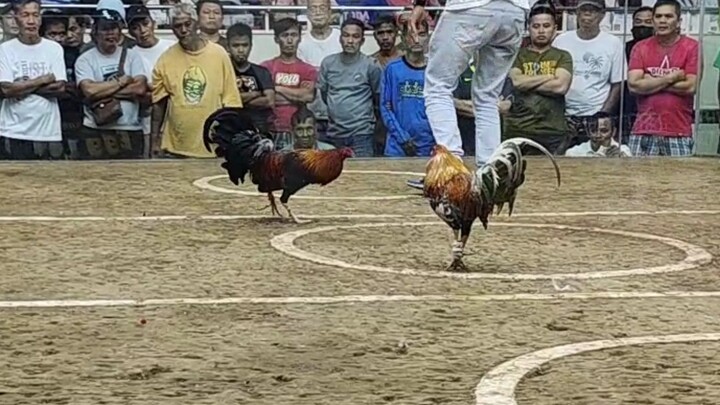 Another day another fight Bulik for the win. 2 hits San Juan Col. Champion.