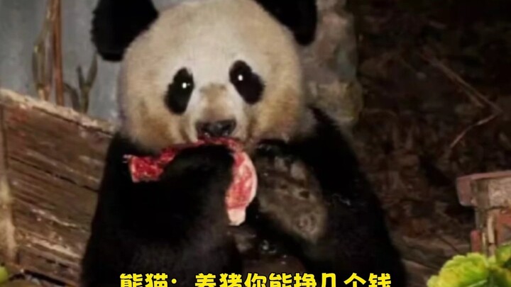 Panda: How much can you possibly make from raising pigs? Try raising me instead!!