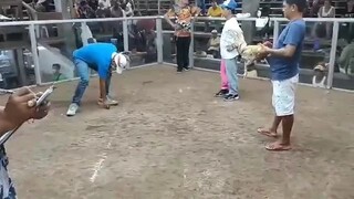 golden boy at gumaca cockpit arena