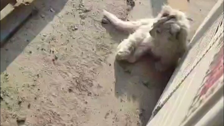 Kucing kecil ajaib yang kutemukan di lokasi konstruksi, diculik alih-alih dibeli