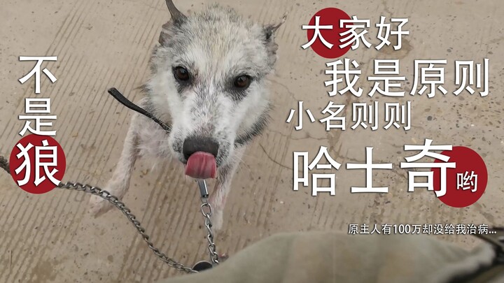 【Old Crazy Yang】Look, it's me—the principle—here I come!