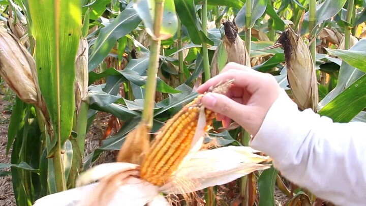 【余轩】我掰玉米掰出了电音的节奏~