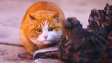 Binatang|Kucing Oranye yang Bergegas