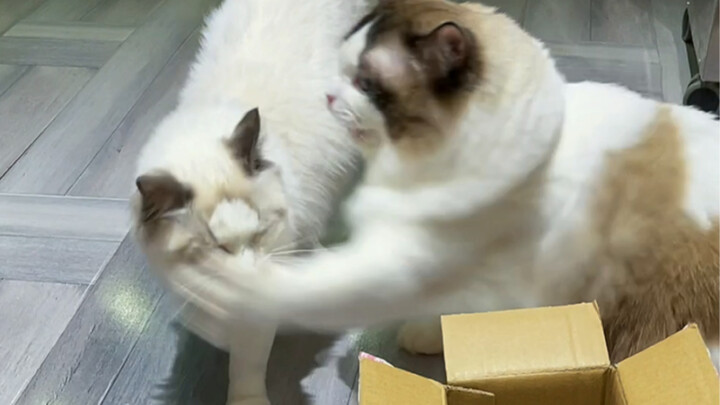 Cat: Woof woof woof!