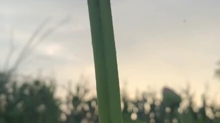 บัวสองดอกติดก้านเดียวกัน + ก้านคู่ โอกาสเกิดน้อยกว่าหนึ่งในร้อยล้าน ขอให้ผู้ที่ได้ชมวิดีโอนี้โชคดีไม