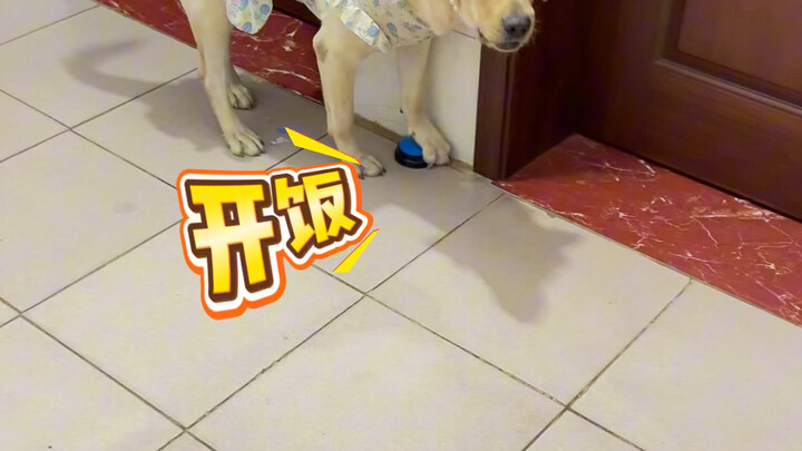 小狗：这是什么阵法？困住我的盆了