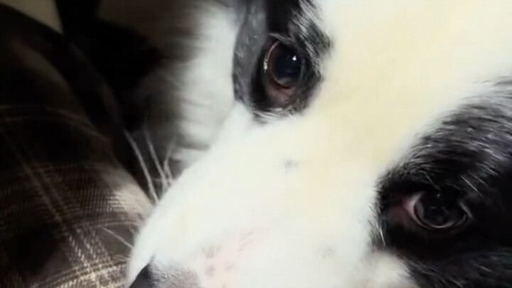 Each generation spoils the next; puppies are here to enjoy life.