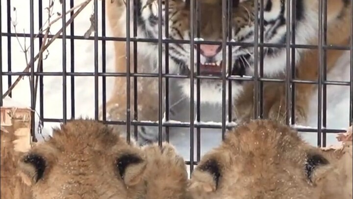 Singa kecil: Kok warnanya beda banget sama aku, ya?