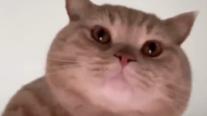 When the pet grabs the owner’s phone