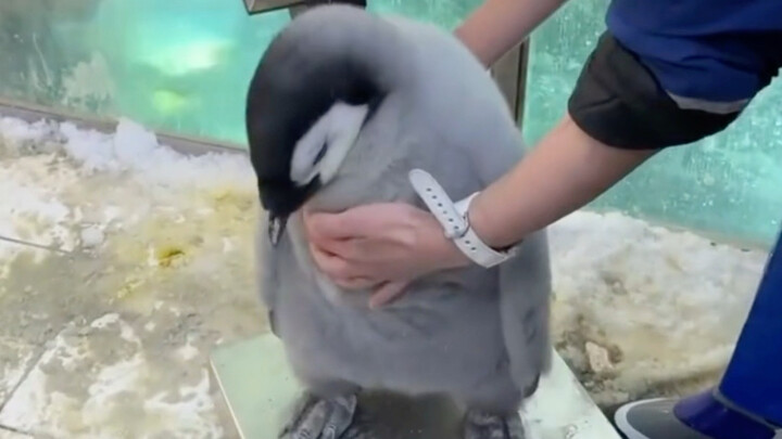 Emperor penguins get weighed—20 jin, coo-coo and gag-gag!