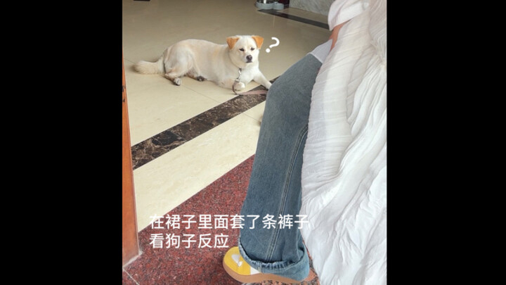 Sejak mengetahui bahwa si anjing memperlakukan saya secara berbeda saat saya mengenakan rok dan cela
