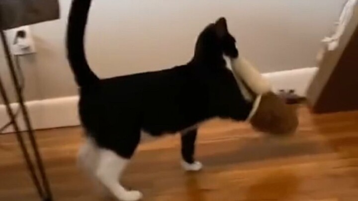 Never try to understand a cat’s thought process.