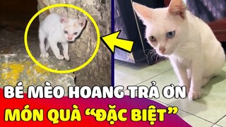 Món quà đặc biệt của 'BÉ MÈO HOANG' khi dắt về 'THÀNH VIÊN MỚI' cho gia đình sen 😅 Gâu Đần