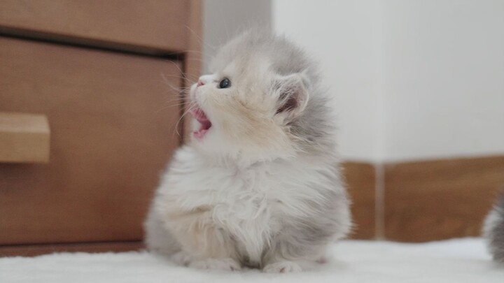 This little kitten’s already getting possessive over its food the first time it eats meat!