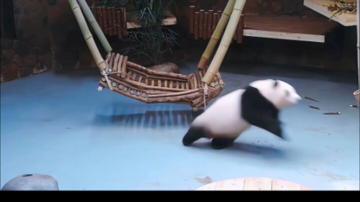 How happy Hua Hua is to see Ye Zi—so over the moon!