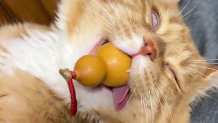 Động vật họ mèo rất cảnh giác khi ngủ