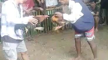 Tula tula sa cabahug