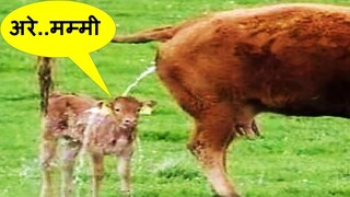 पता नहीं ये जानवर कोनसा नशा करते है |Funny Animals Doing Crazy Things Super Funny Part -77