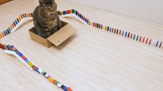 mèo và domino