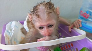 Where Are You, Mom!! Tiny Luca just wakes up looking for Mom & tries to get milk by himself