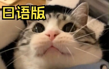 น้องแมวสุดน่ารัก!!! (เวอร์ชั่นญี่ปุ่น)