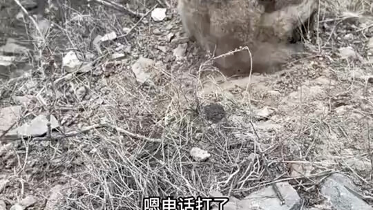 保护动物，人人有责