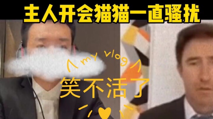 主人面试猫猫一直骚扰#搞笑 #迷惑行为大赏 #看一遍笑一遍 #这操作都看傻了