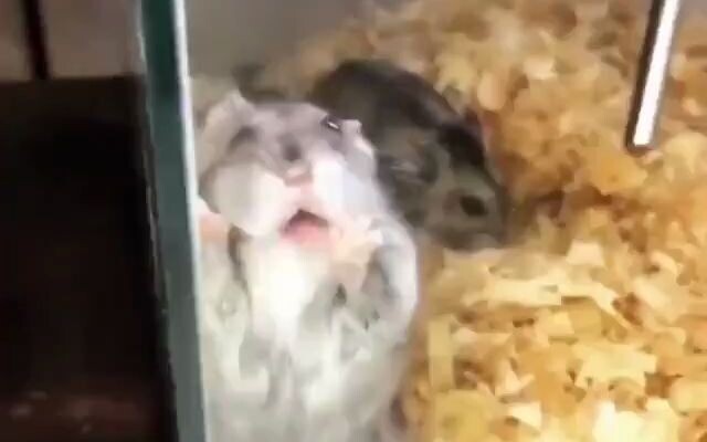 ดูเหมือนจะถูกหนูแฮมสเตอร์หัวเราะเยาะ