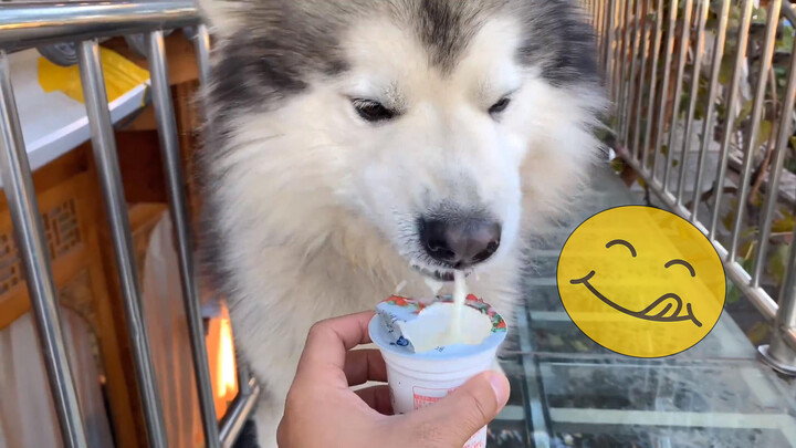 Peliharaan Lucu | Anjing Alaska: Yoghurt Sangat Enak