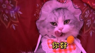 Check out the latest news on the investigation of underground cat-loving clubs!