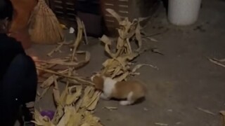 Anjing: Aku akan menampilkan bakat untuk kalian