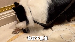 Kondisi jalan-jalan anjing dalam dua hari ini. (Kue: Aku tidak bisa melihatmu, jadi kamu juga tidak 