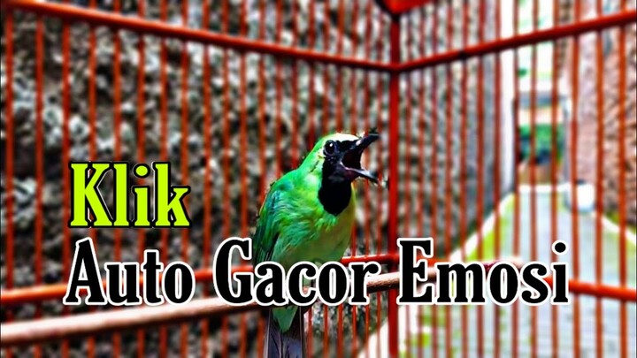 Di Jamin Bikin Yang Lain Merespon Dan Ikut Emosi Dengan Pancingan Cucak Ijo Gacor