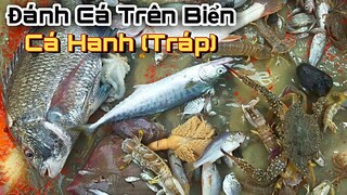 Theo cha đi biển bắt cá hanh (Tráp) nhiều tôm tích ghẹ | Fishing