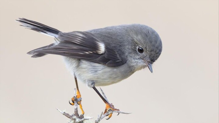 【เสี่ยวฮุยฮุย】นี่มันอะไรนะ ตัวอ้วนกลมจังเลย!