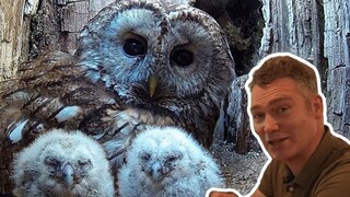 An owl couple, overcoming the grief of losing their own offspring, adopted two young tawny owls [Rob