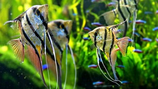 8 jenis ikan hias air tawar cantik yang bisa disatukan dengan manfish