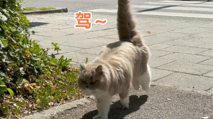 Ini kan udah kayak ngurus satu pasukan karena ada seekor kucing yang kabur, ya…