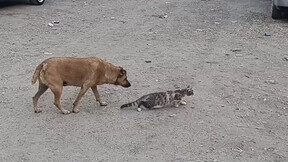 猫和老鼠诚不欺我！